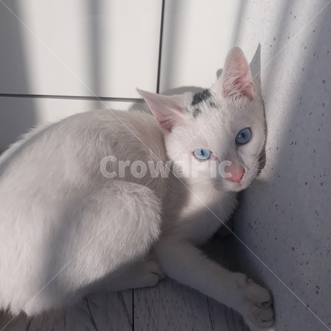 cat,고양이,animal,동물,pet,애완동물,mammal,포유류