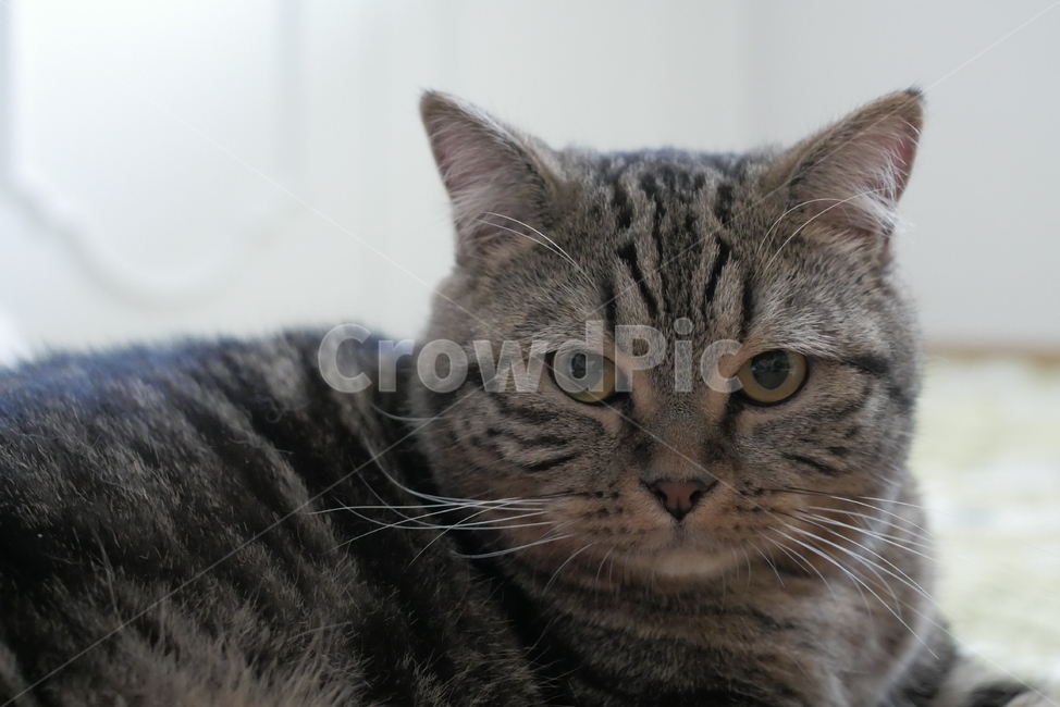 고양이,개냥이,표정,동물,얼굴,귀여운,cat,animal,동물,animal,포유류,mammal,고양이,cat,kitten,kitty