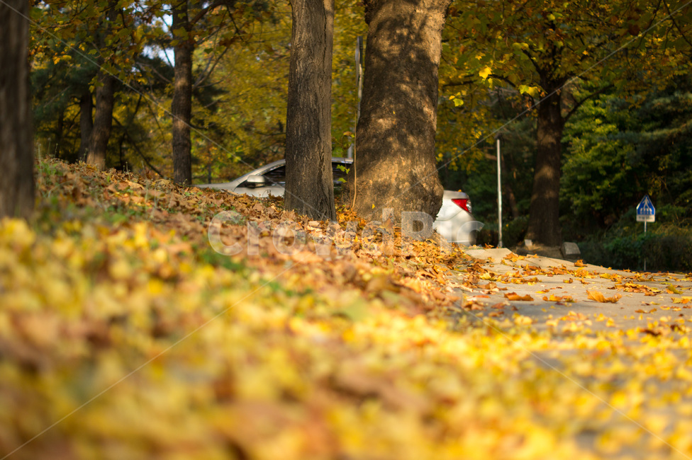 단풍,나무,식물,풍경,가을,계절,노랑,tree,plant,landscape,fall,leaf,season,autumn,공원,낙엽,가을,계절,fall,autumn,season,잎,tree trunk,나무 줄기