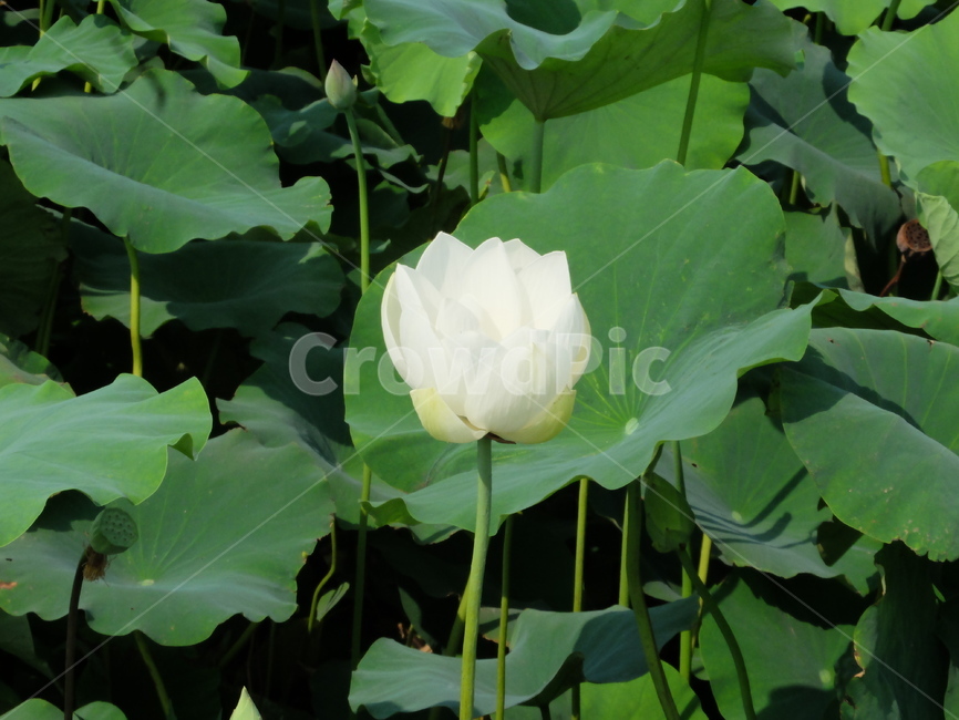 연꽃,흰꽃,연,식물,꽃,식물,자연,plants,nature,꽃,flower