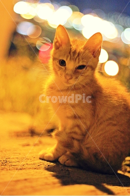 길냥이,야옹이,새끼고양이,길고양이,고양이,동물,animal,포유류,mammal,고양이,cat,kitten,kitty,감성,sensible,feeling