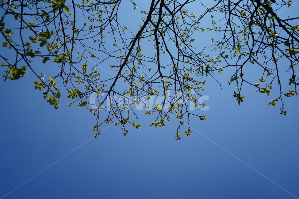 나무,하늘,푸른하늘,자연,봄,nature,tree,bluesky,sky,식물,자연,plants,nature