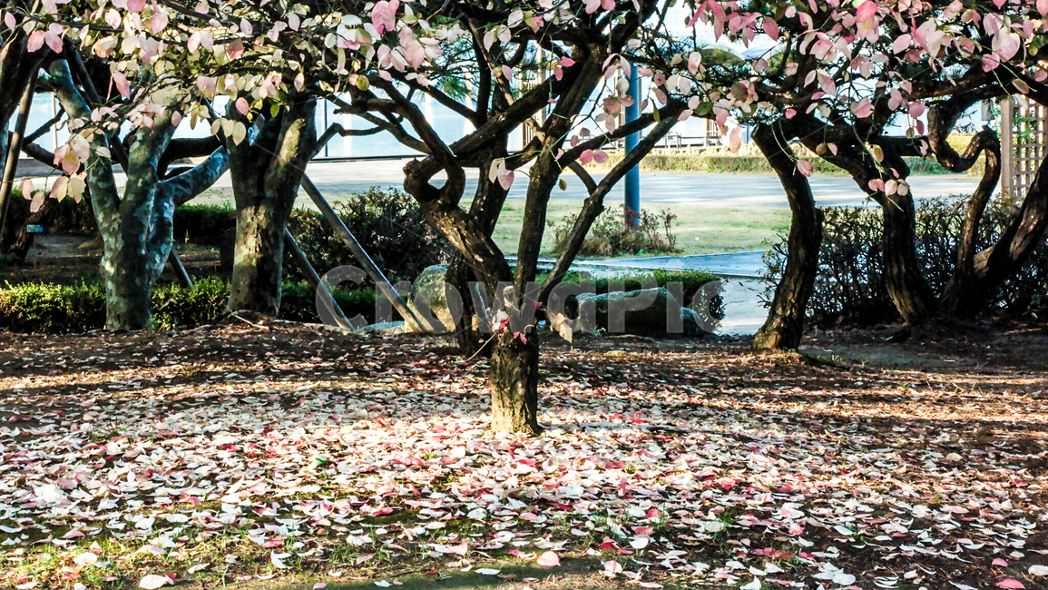 가을,단풍,낙엽,한강,뚝섬유원지,이슬,plant,식물,tree,나무,treetrunk,나무줄기