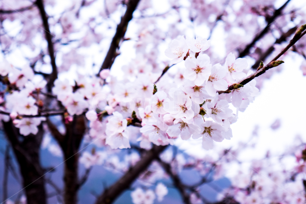 plant,식물,flower,꽃,벗꽃,벗꽃접사,나무,봄,계절,spring,season,식물,자연,plants,nature,꽃,flower