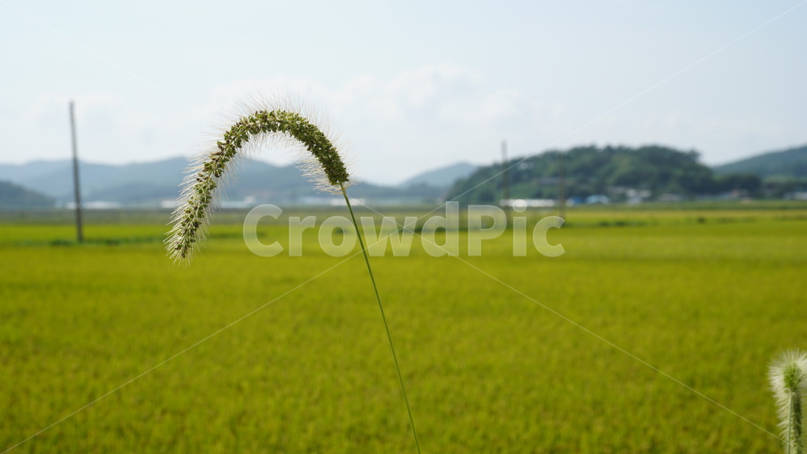 자연,농촌,강아지풀,여름,푸릇,초록,설레임,감성,식물,자연,plants,nature