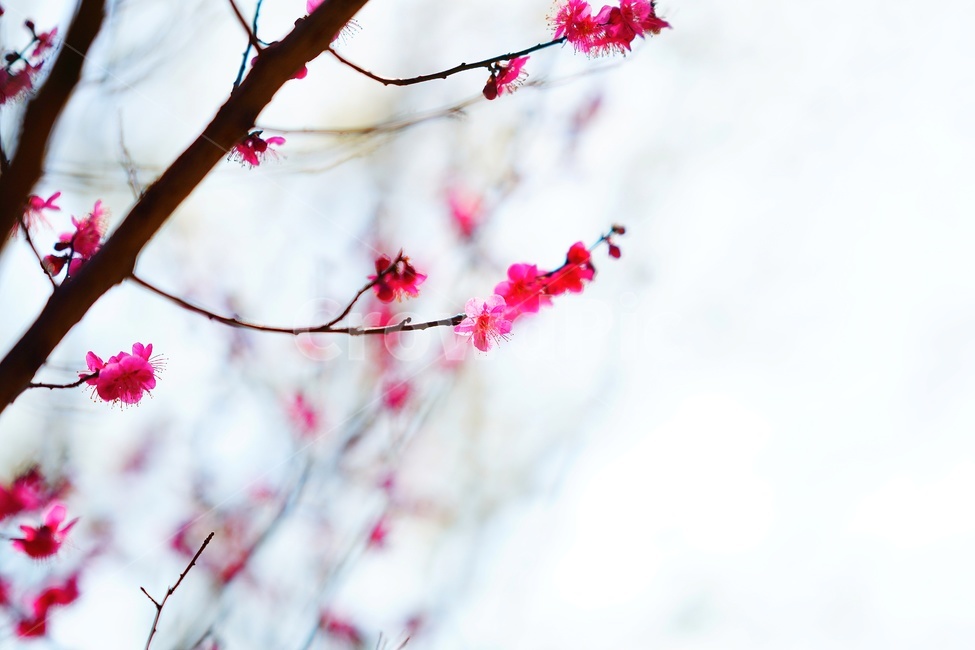 apricotflower,매화꽃,홍매화,plant,식물,blossom,꽃,flower