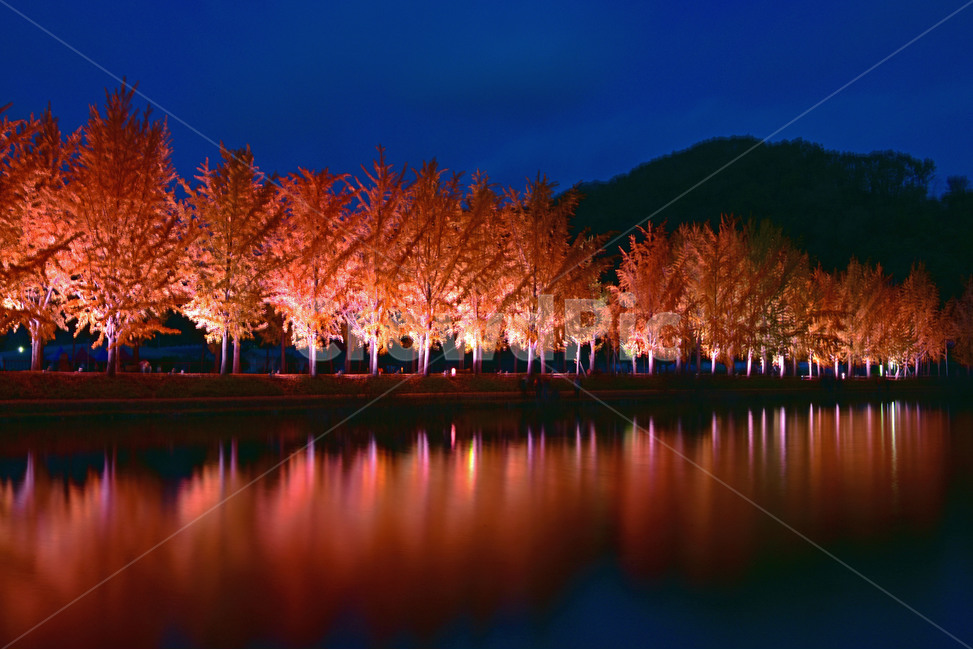 자연,nature,호수,호수풍경,은행나무,반영,새벽,가을,야경,호수반영,가을풍경,가을,계절,fall,autumn,season,자연,풍경,nature,landscape,tree,나무,plant,식물,outdoors,옥외
