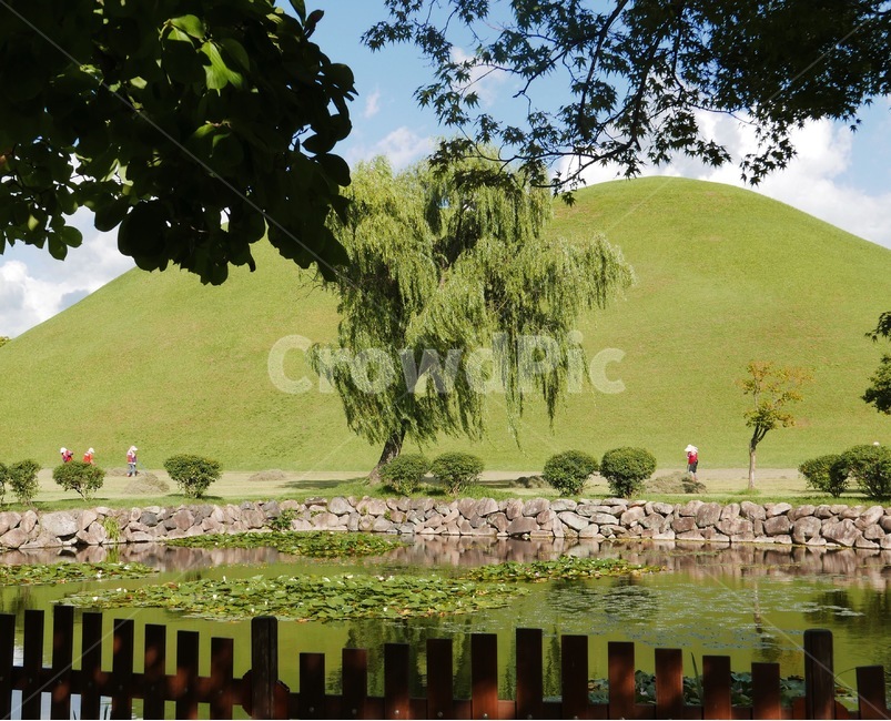 경북경주,경주,나무,대릉원,경주역사지구,자연,풍경,nature,landscape,한국자연풍경,한국자연경관,korea nature landscape,grassland,목초지,outdoors,옥외,field,들