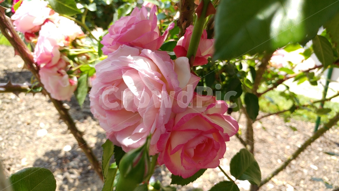plant,식물,꽃,flower,rose,장미,식물,자연,plants,nature,꽃,flower