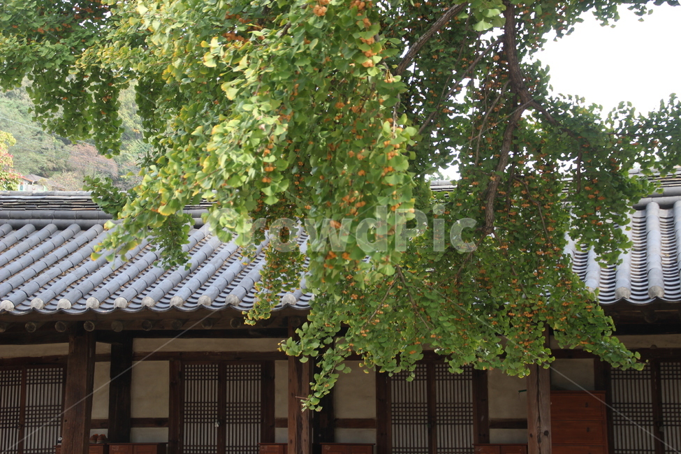 명륜당,은행나무,은행,가을,열매,전주향교,전주한옥마을,향교,ginkgo,ginkgotree,식물,나무,plant,한국전통,한국문화,korean traditional,korean culture,건축물,건물외관,exterior,building,structure,architecture,construction