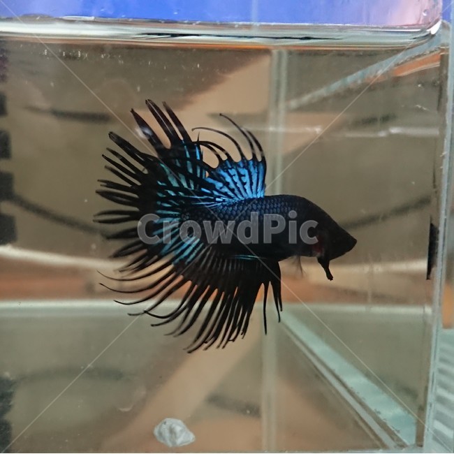 물고기,열대어,블랙,크라운,베타,블랙오키드크라운베타,블루블랙,동물,animal,어류,물고기,fish