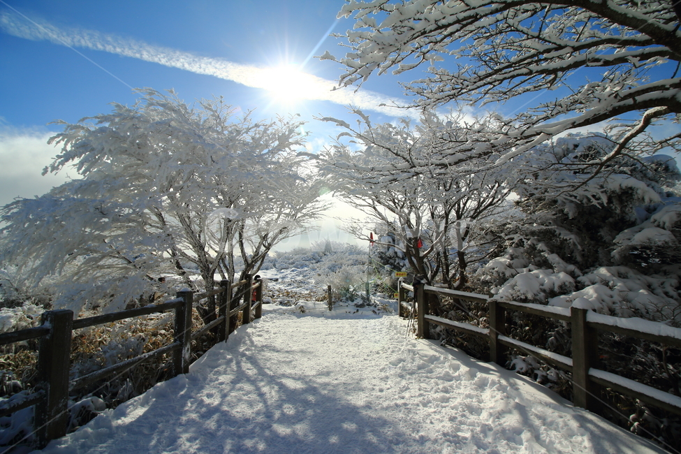진달래휴게소,nature,자연,tree,나무,outdoors,제주도,한라산,등산,눈꽃,jeju,hiking,mountain,climbing