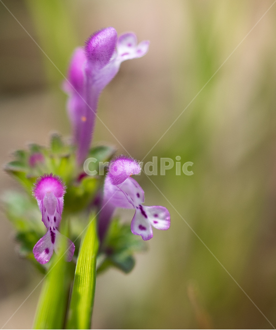 봄,봄꽃,야생화,접사,수목원,봄,계절,spring,season,식물,자연,plants,nature,꽃,flower,blossom,iris,아이리스,plant