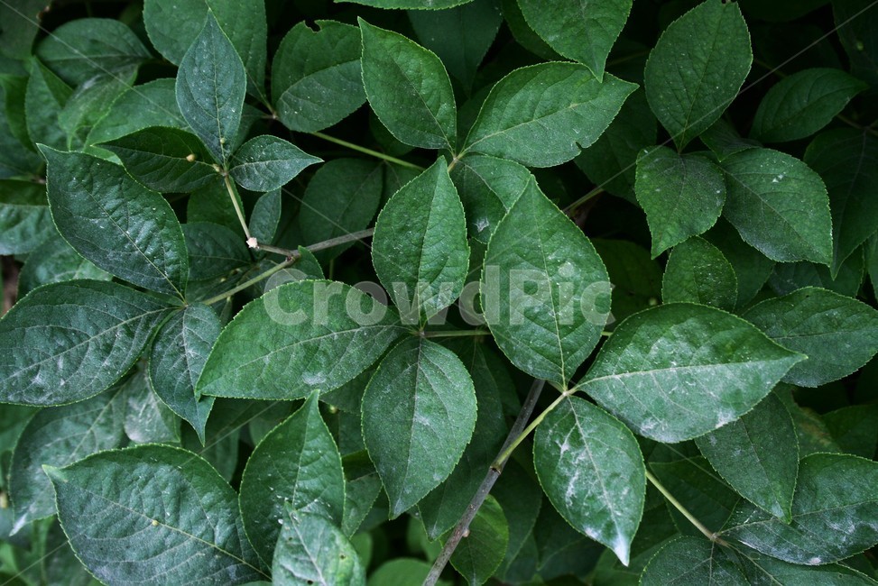 세잎오갈피나무,두릅나뭇과,낙엽관목,약용식물,나무,식물,자연,plants,nature