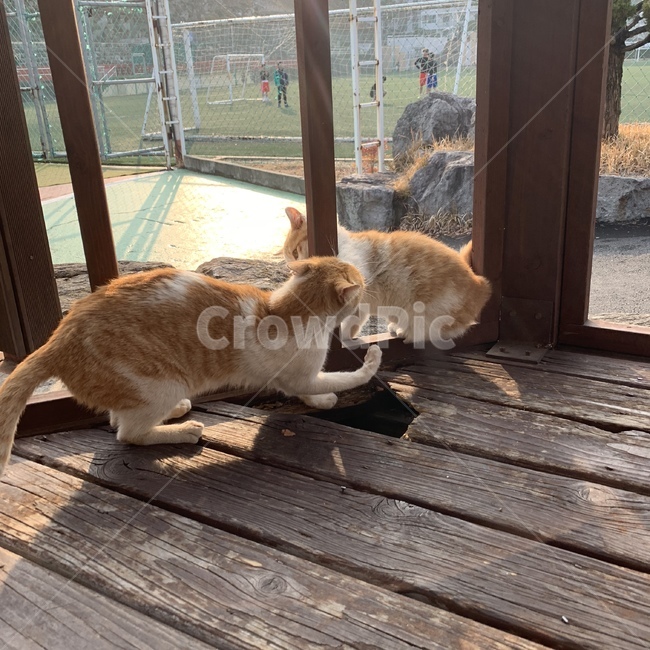 고양이,길냥이,어미고양이,새끼고양이,cat