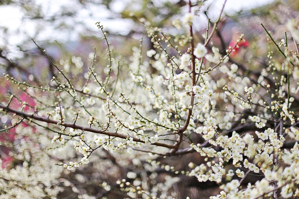 하동,매화,매화마을,매화축제,매화꽃,flower,꽃,hadong,봄,계절,spring,season,식물,자연,plants,nature,꽃,flower,plant,blossom