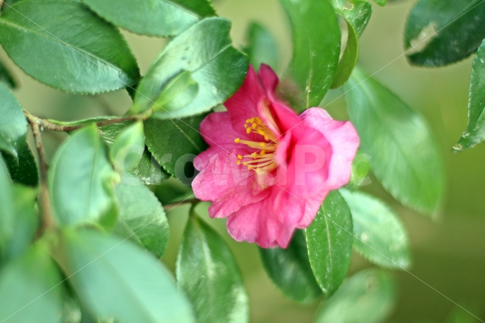 꽃,싱그러운,한송이,분홍,한개,정원,향기로운,식물,자연,plants,nature,꽃,flower