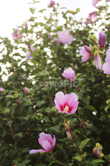 꽃,무궁화,분홍꽃,한국꽃,필름감성,여름꽃,계절,감성사진,꽃봉오리,접사,한국적,분홍색