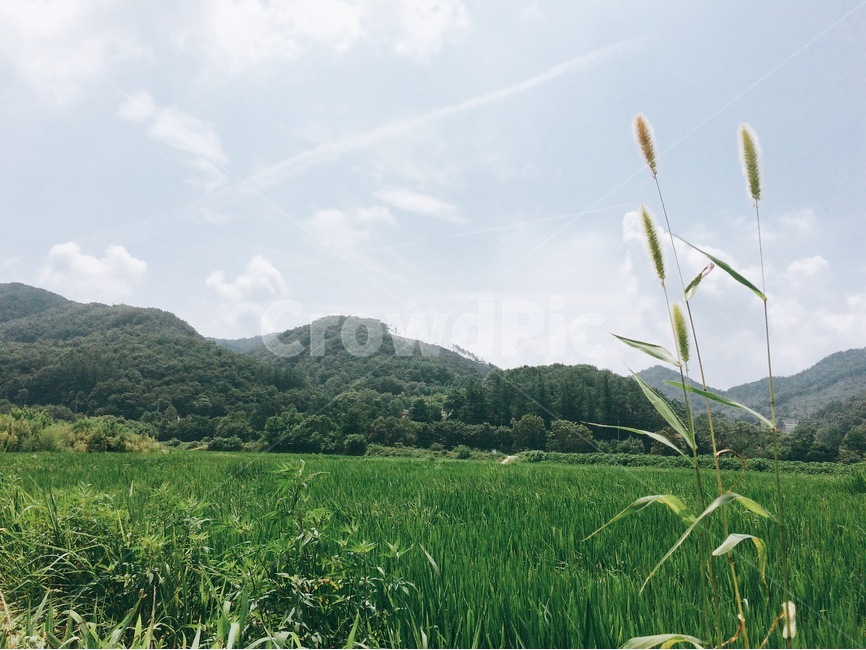 여름,풍경,시골,휴식,강아지풀,논밭,힐링,맑음,산,자연,view,nature,healing,summer,스마트폰사진,여름,계절,summer,season,자연,풍경,nature,landscape,grass,잔디,plant,식물,outdoors,옥외,grassland,목초지,field,들,vegetation,초목
