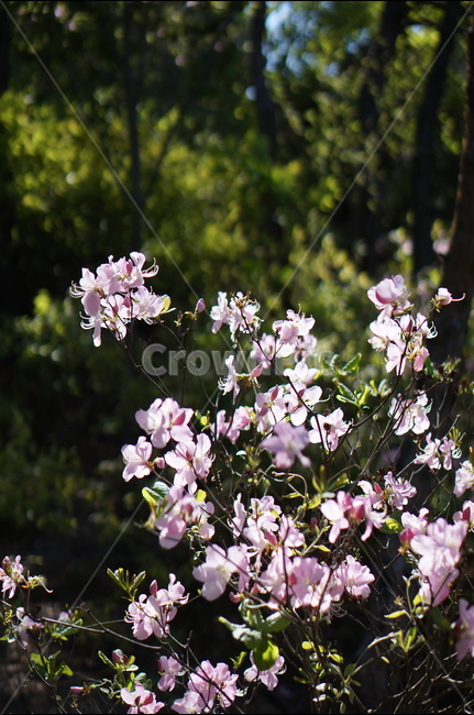 산철쭉꽃,핑크,빛,봄,산,봄,계절,spring,season,식물,자연,plants,nature,꽃,flower,plant,geranium,제라늄,blossom