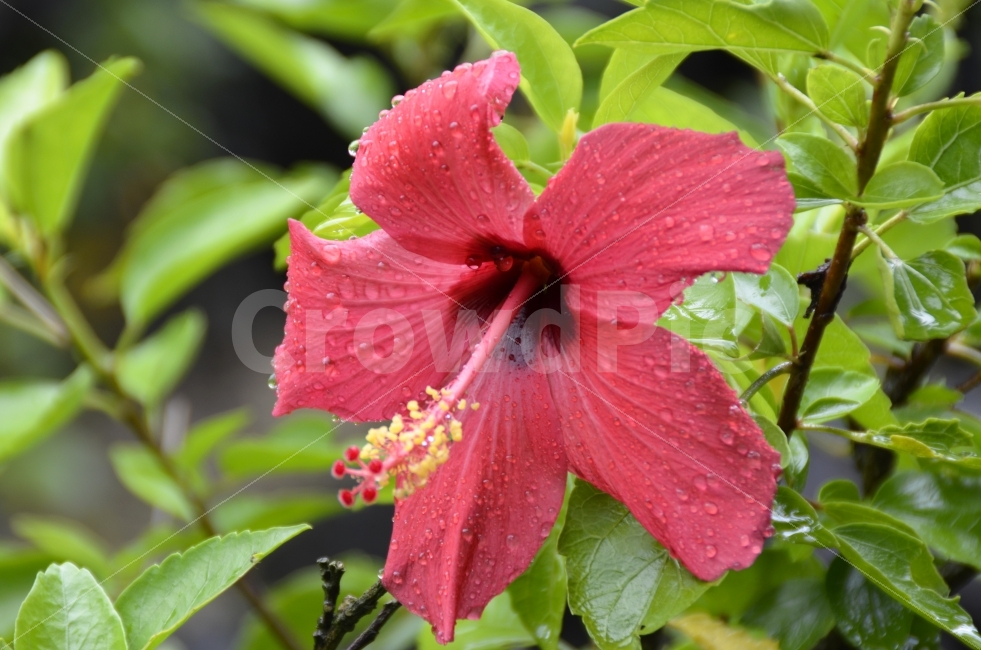 꽃,이슬,빨강,신선,아름다움,식물,자연,plants,nature,꽃,flower