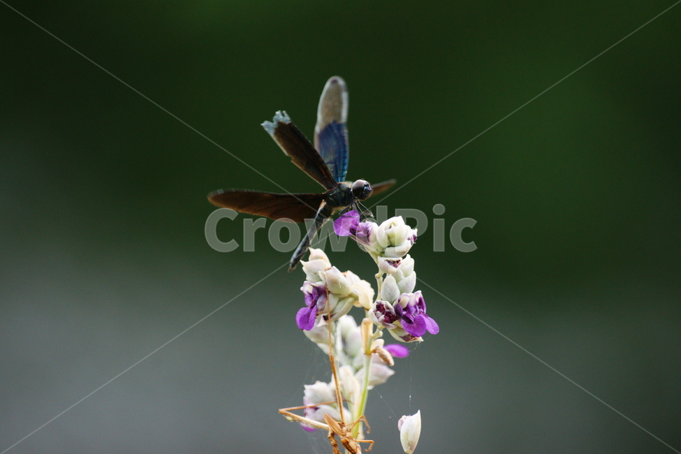 나비잠자리,곤충,자연,접사,잠자리,식물,자연,plants,nature,꽃,flower,동물,animal,곤충,벌레,insect,bug