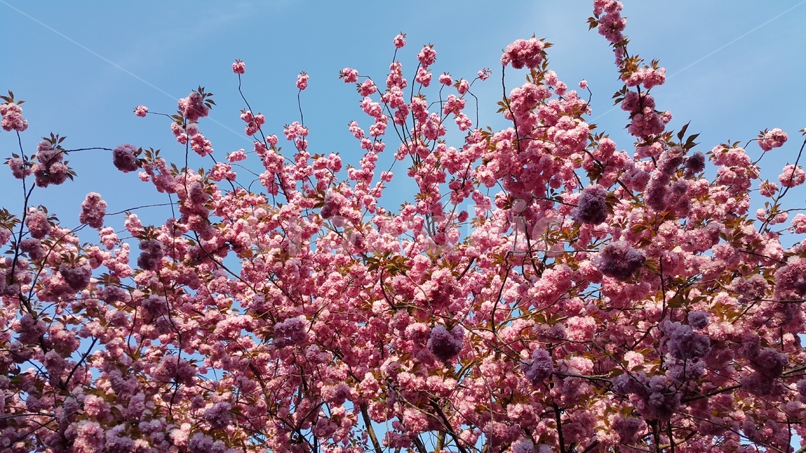 봄,봄꽃,blossom,flower,꽃,체리블러썸,cherryblossom,왕벚꽃,핑크꽃,배경꽃,이쁜꽃