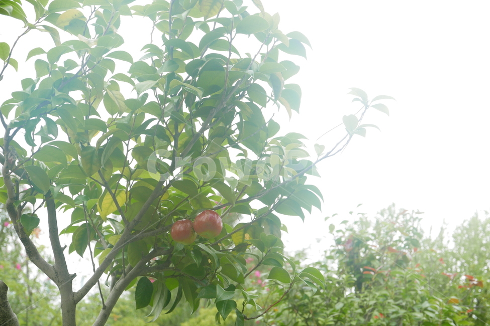 나무,열매,여름,낮,초록,식물,자연,plants,nature,과일,열매,fruit