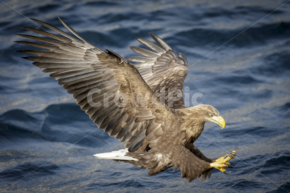 animal,동물,bird,새,eagle,독수리,흰꼬리수리,먹이사냥,동물,animal,조류,새,birds