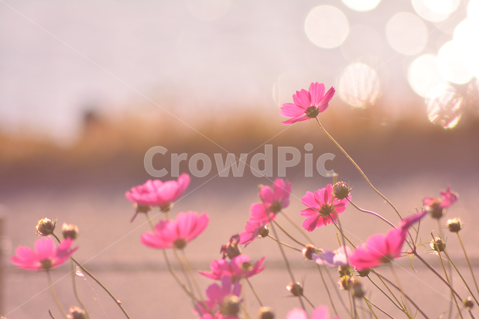 가을,가을배경,코스모스,가을꽃,들꽃,가을분위기,가을서정,가을감성,보케,빛망울,플레어,plant,flowers,꽃잎,꽃술,해질무렵,분홍색,핑크색,background,season,식물,autumn,fall,feeling,sensible,반사,emotional,9월,10월,11월,배경,바탕,빨강색,pink,red,백그라운드,bokeh,가을,계절,fall,autumn,season,식물,자연,plants,nature,꽃,flower,blossom,petal
