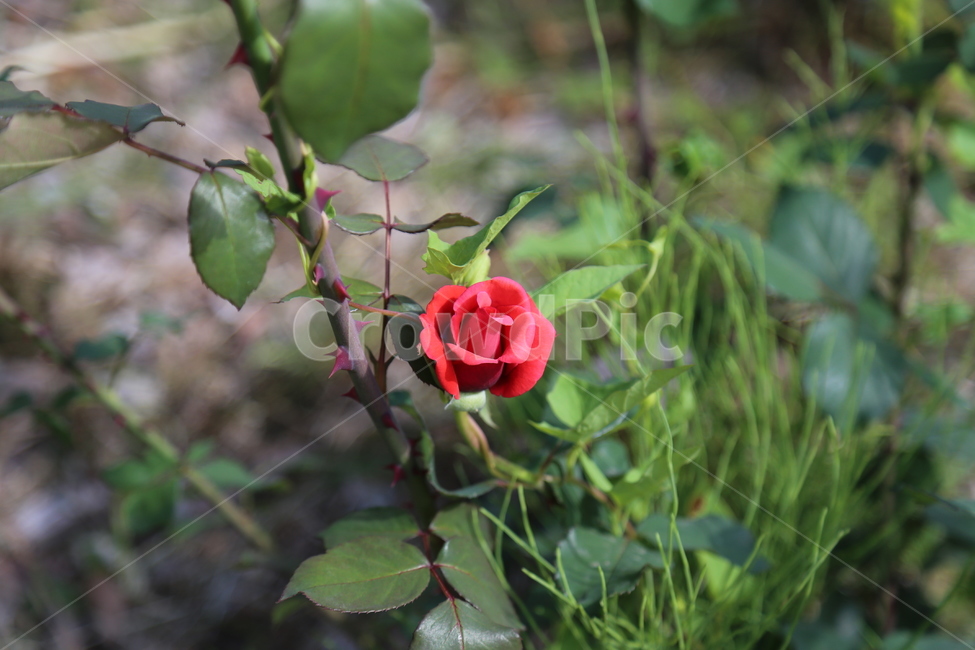 rose,장미,blossom,꽃,flower