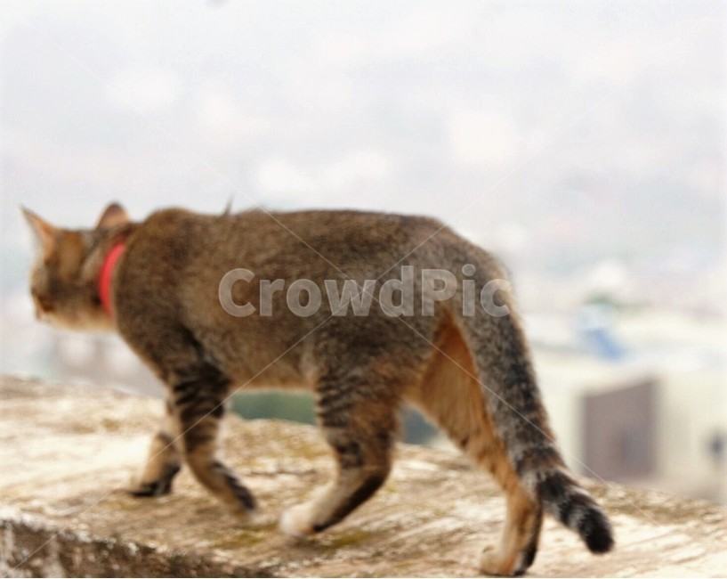고양이,야옹이,야옹야옹,애완동물,동물,자연,nature,animal,담벼락,동물,animal,포유류,mammal,고양이,cat,kitten,kitty