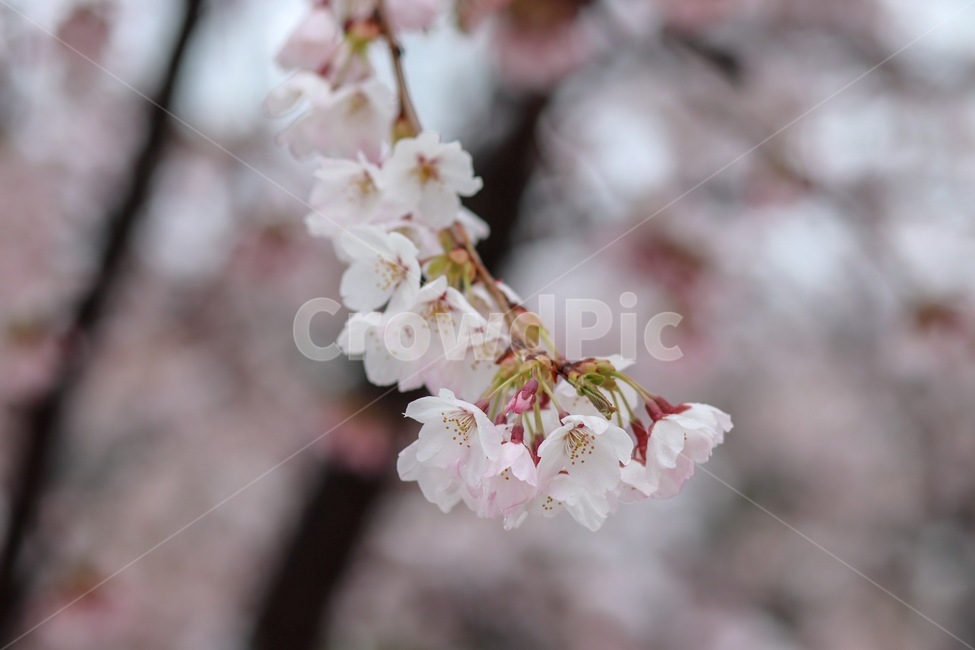벚꽃,매화,봄꽃,눈맞은꽃,목련,식물,자연,plants,nature,꽃,flower