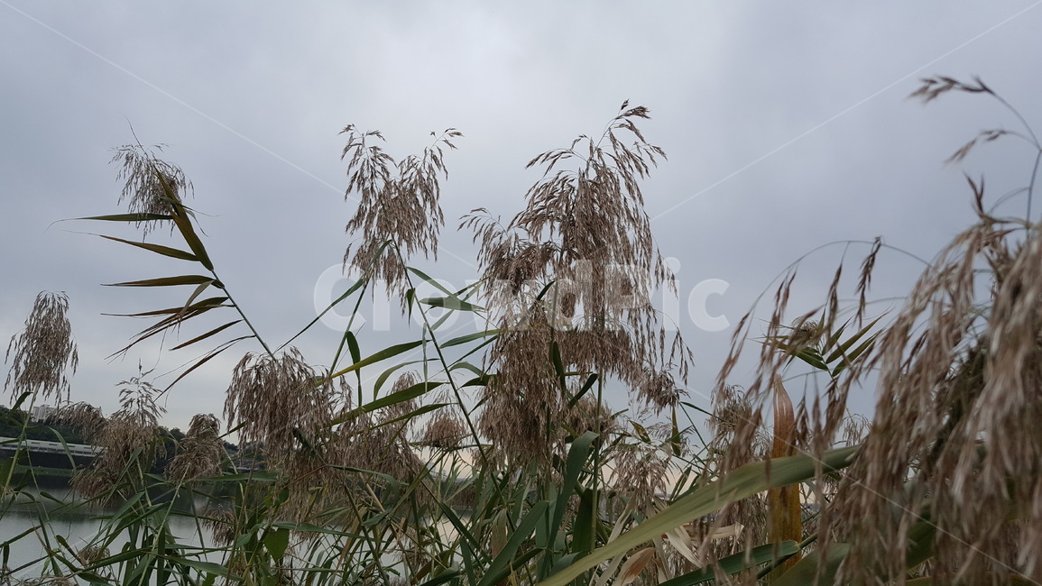 한강,가을,울적할때,갈대,바람,가을,계절,fall,autumn,season,식물,자연,plants,nature,grass,잔디,plant,lawn,reed