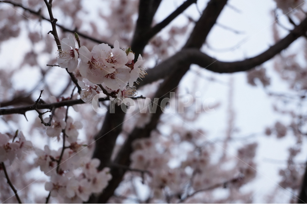 벚꽃,벚꽃나무,벚꽃잎,봄꽃,벚나무,봄,계절,spring,season,식물,자연,plants,nature,꽃,flower,plant,blossom