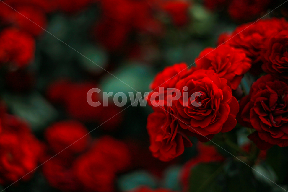 장미,꽃,rose,flower,화단,장미꽃,고혹적인,식물,자연,plants,nature,꽃,flower