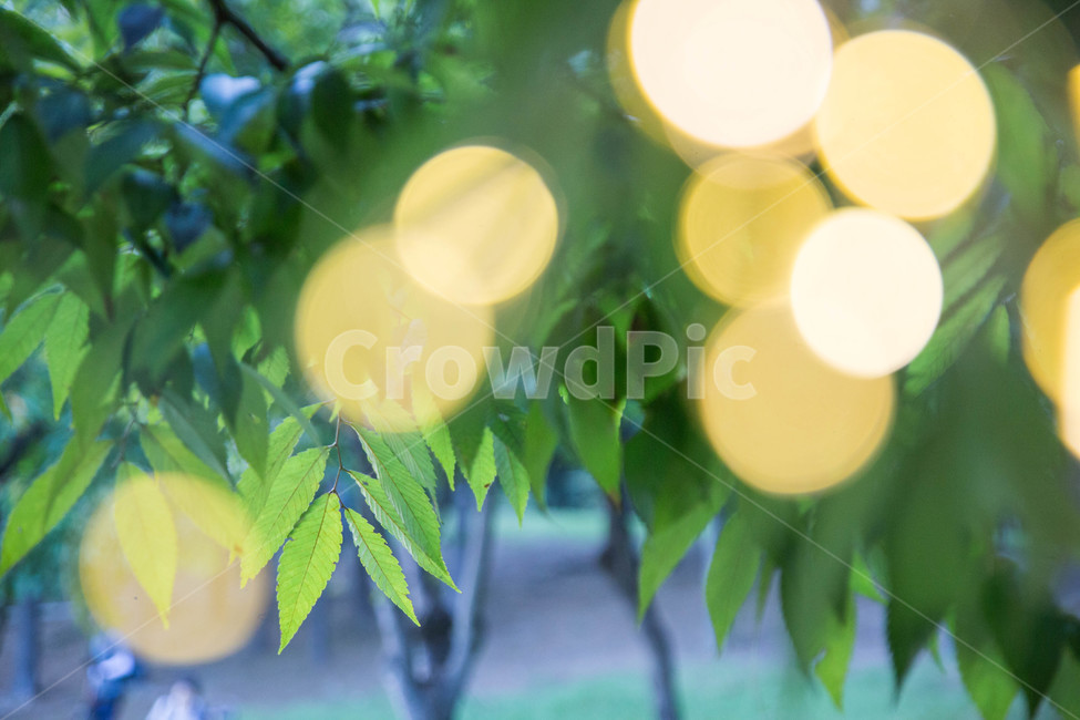 움직이는빛,흐림,풍경,소용돌이램프,전기손전등,보케,잎,plant,leaf,식물,식물,자연,plants,nature