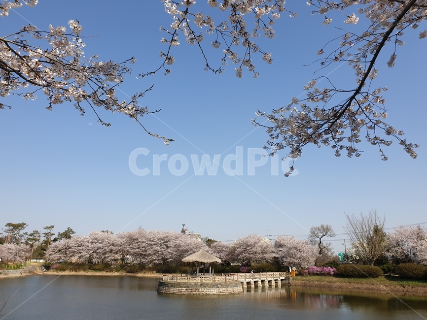 벚꽃,봄,호수,정자,풍경,하늘,봄,계절,spring,season,자연,풍경,nature,landscape,한국전통,한국문화,korean traditional,korean culture,plant,식물,blossom,꽃,cherry blossom,flower