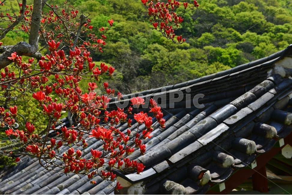 장성,백양사,사찰,절,철쭉,철쭉꽃,꽃,nature,자연,outdoors,봄,계절,옥외,building,건물,architecture,건축물,roof,지붕