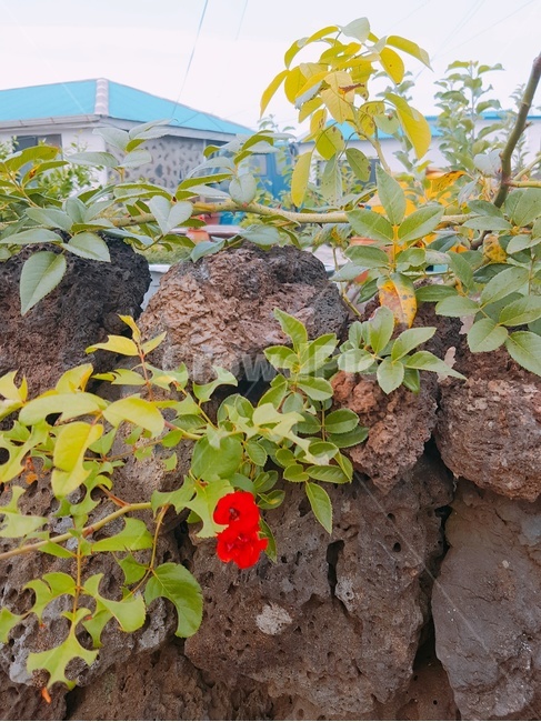제주,돌담,꽃,자연,풍경,제주도,jeju,jeju island,식물,자연,plants,nature,꽃,flower,vase,병 장식,pottery,도기류,jar,항아리,plant,potted plant,화분