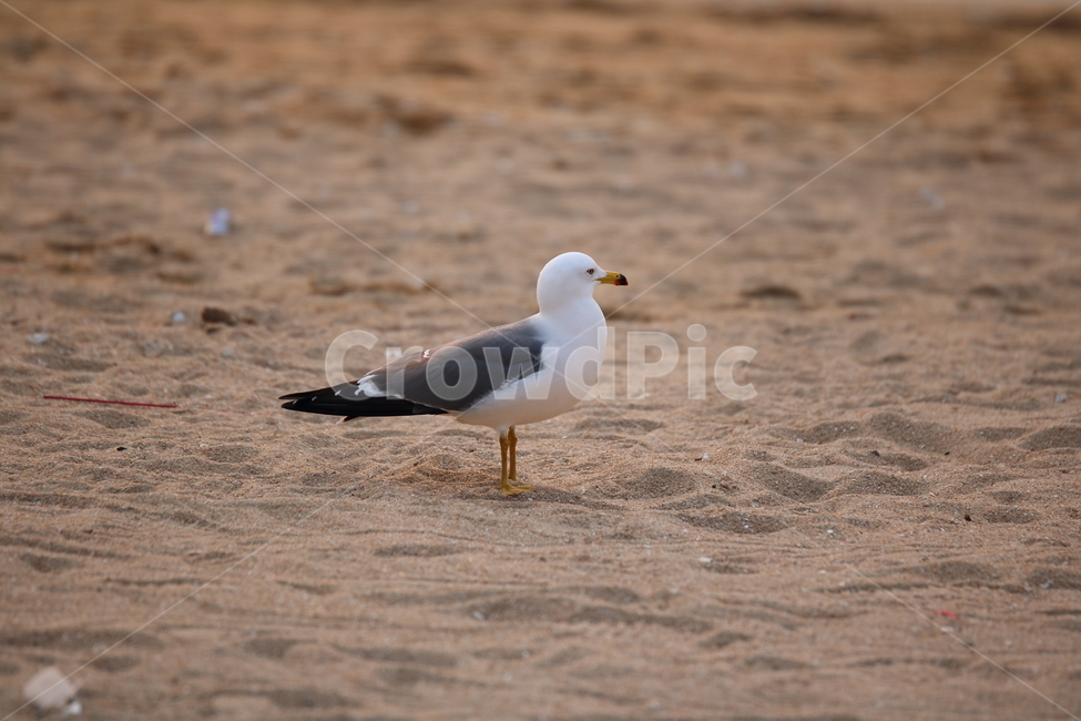 을왕리,해변,갈매기,갈매기친구들,새,동물,animal,조류,새,birds