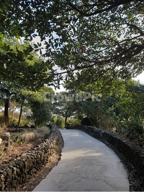 산책로,제주도,나무,풍경,자연,피톤치드,산책,자연,풍경,nature,landscape,arbour,정자,garden,정원,outdoors,옥외