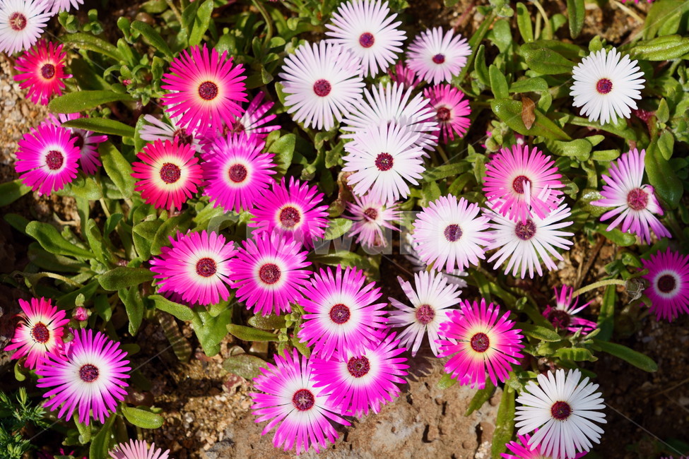 꽃,꽃박람회,플라워,flower,예쁜꽃