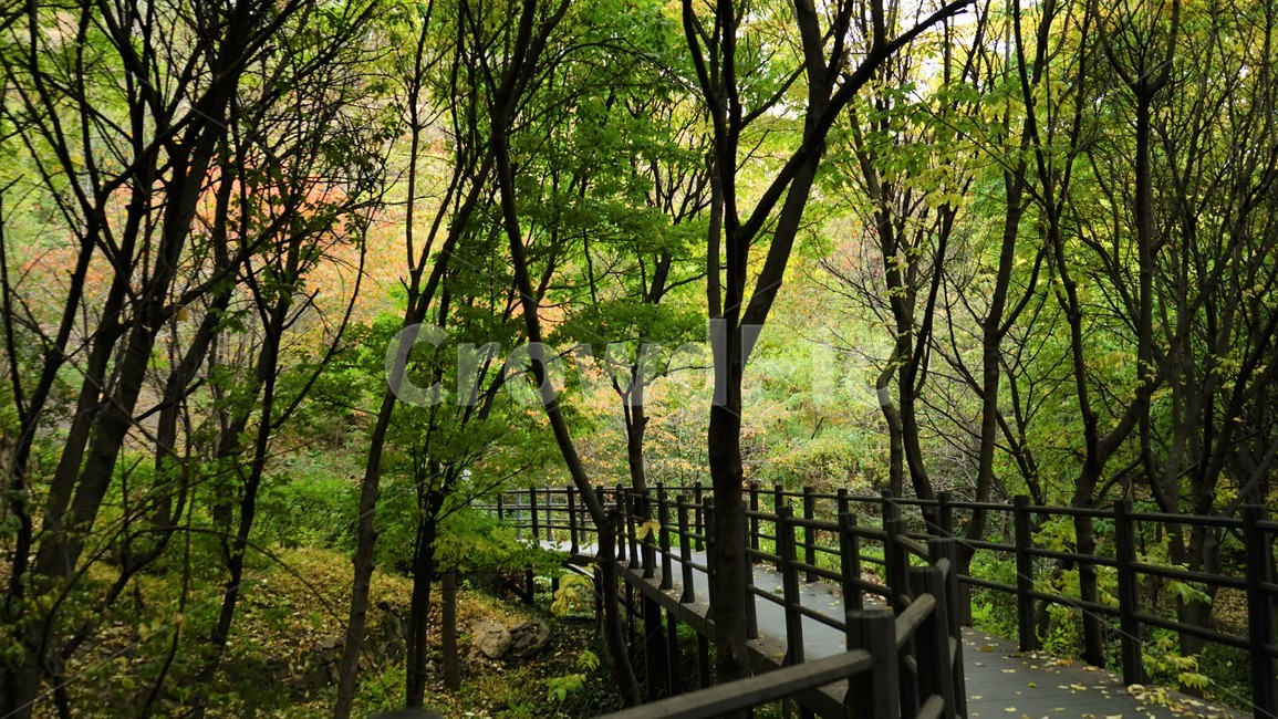 산,나무,숲,자연,녹새,가을,mountain,trees,forest,relaxation,healing,편안함,치유,자연,풍경,nature,landscape,garden,정원,outdoors,옥외,arbour,정자