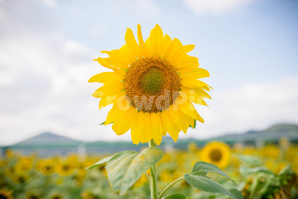 해바라기,sunflower,꽃,꽃밭,노랑,노란색,yellow,green,초록색,하늘,구름,cloud,sky,blue,하늘색,초록,여름,summer