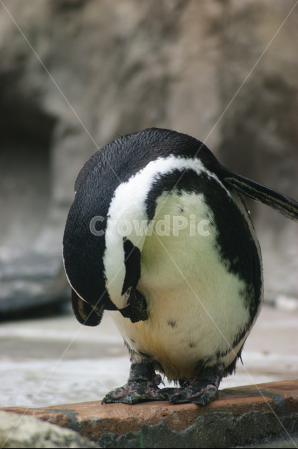 팽귄,꾸벅,인사,배꼽인사,안녕,동물,bird,동물,animal,조류,새,birds