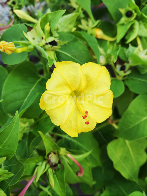 꽃,식물,flowers,plants,geranium,노랑꽃,식물,자연,plants,nature,꽃,flower