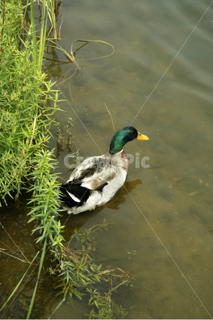 오리,청둥오리,조류,새,호수,물결,동물,animal,조류,새,birds