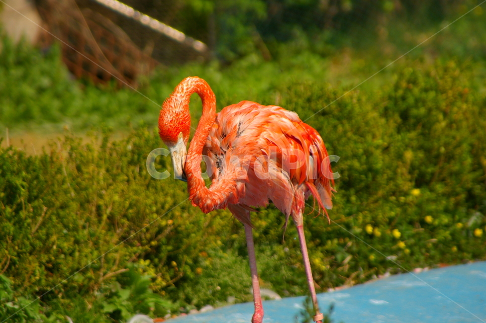 홍학,플라밍고,flamingo,새,bird,동물,animal,조류,새,birds