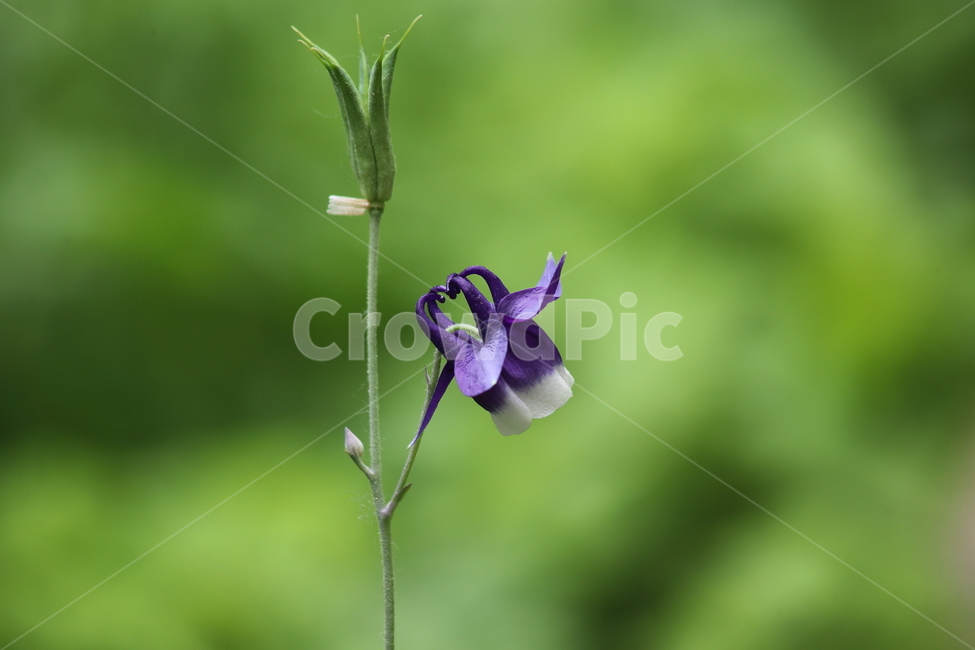 매발톱,매발톱꽃,봄,한송이,orientalcolumbine